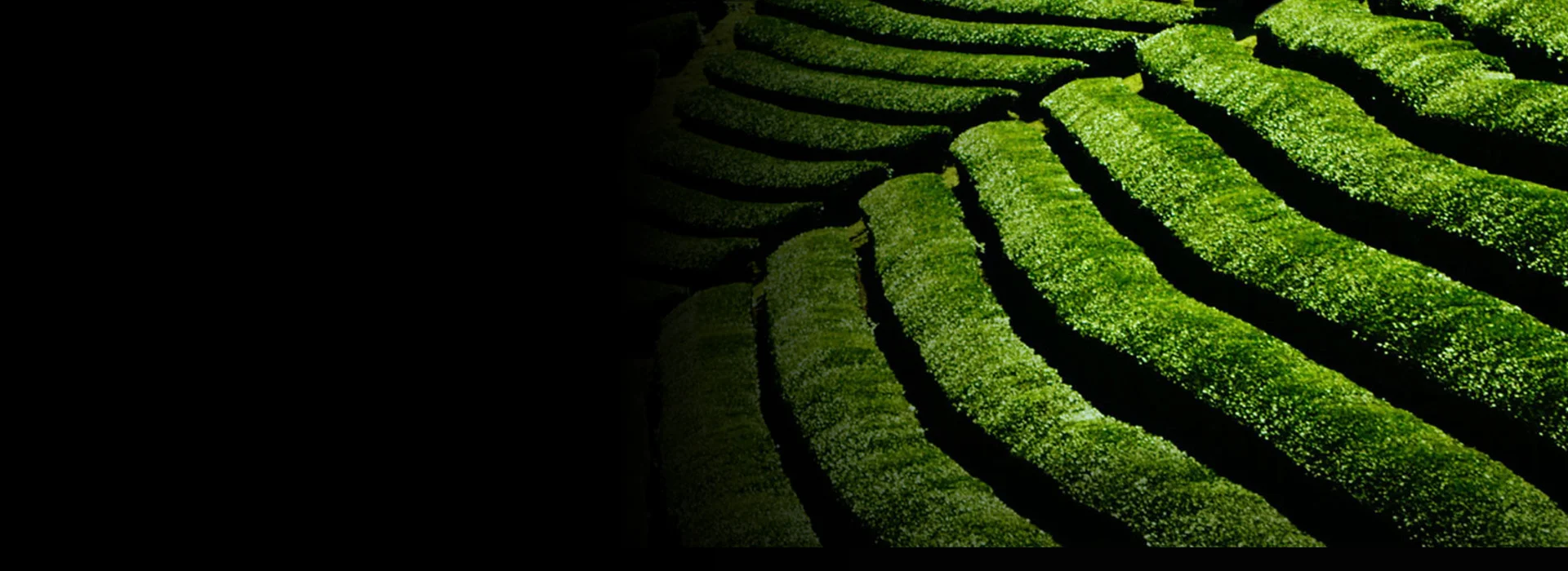 thé matcha